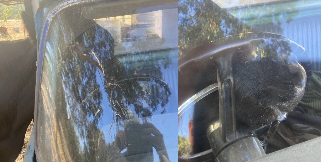 Berta sticking her head in the ute