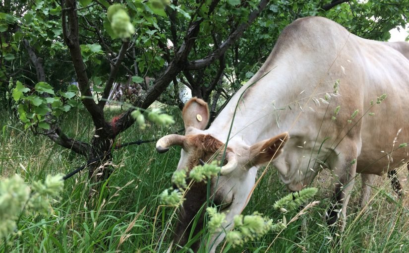 Grass converters