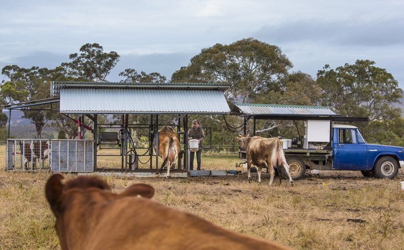 Milking at Sellar Dairy