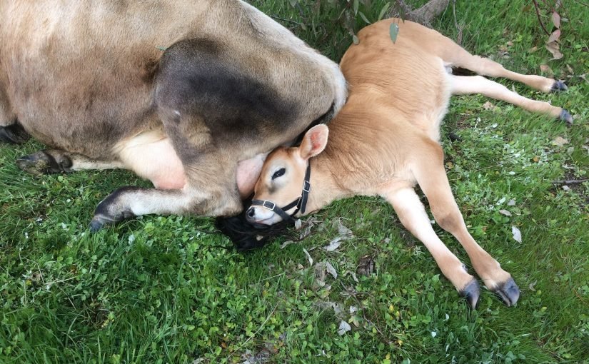 Calf at foot